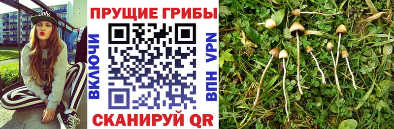 Галлюциногенные грибы MAGIC MUSHROOMS  даркнет сайт  Спасск-Рязанский 
